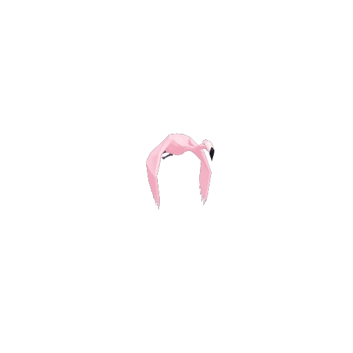 Soaring Pink Flamingo