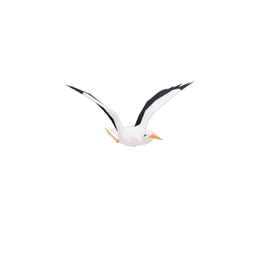 Migrating White Stork