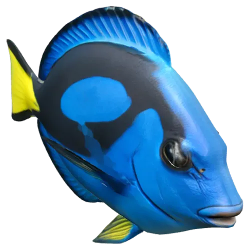 Blue Tang